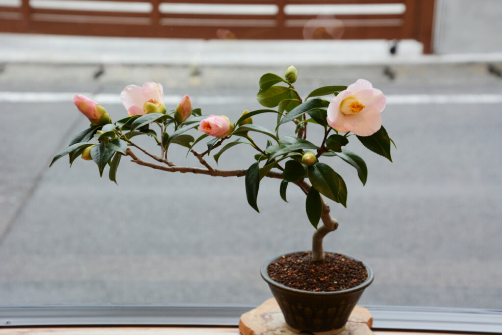 椿盆栽の花が咲いている様子